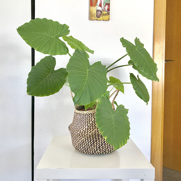 Alocasia. Plantas de moda 2017