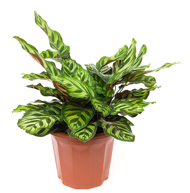 Calatea. Planta segura para perros y gatos