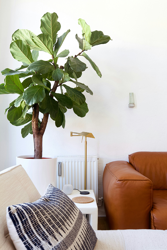 Ficus Lyrata en interior