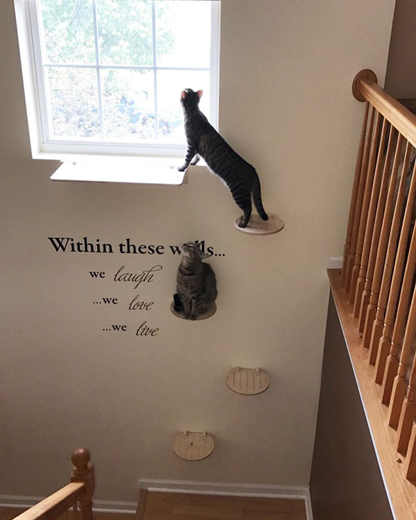 Estantes de pared para gatos y gatificar la casa