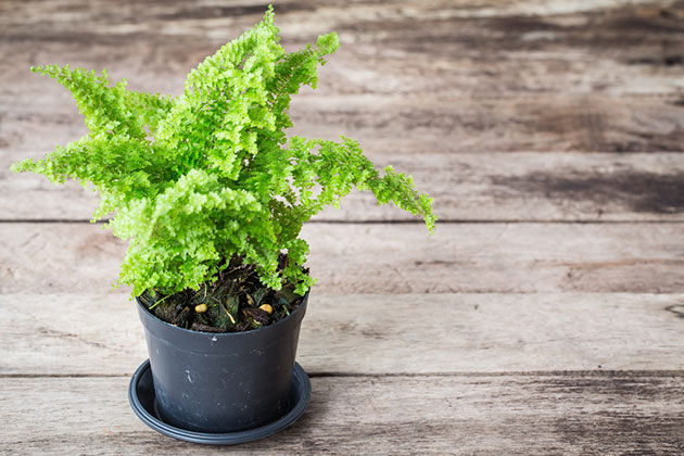 Helecho. Planta segura para perros y gatos