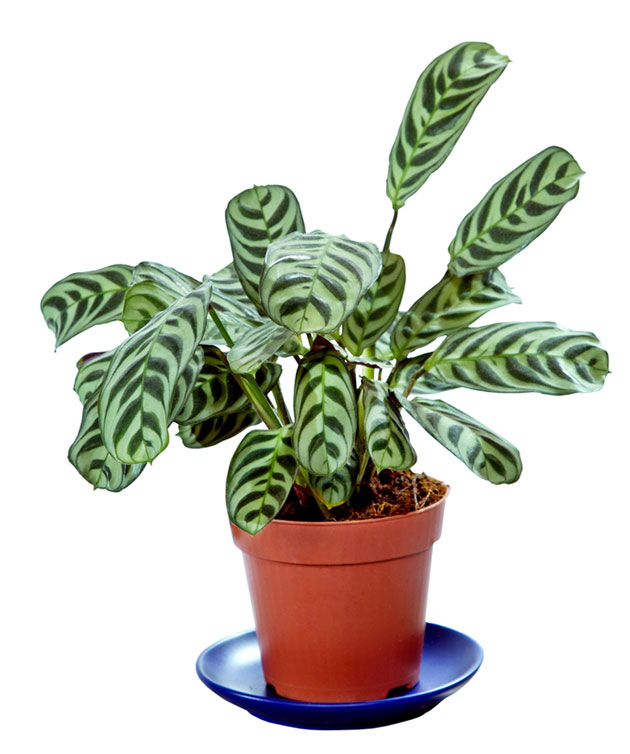 Maranta. Planta segura para perros y gatos
