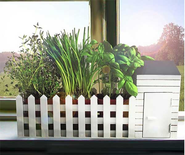 Hierbas culinarias. Plantas segura para perros y gatos