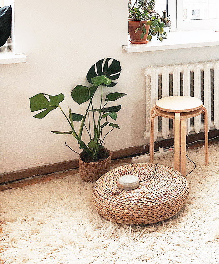 Una monstera deliciosa o costilla de adán como decoración