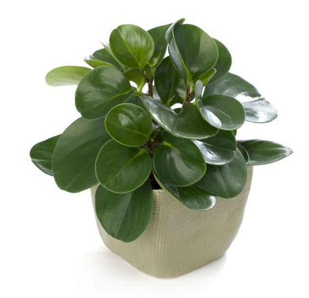 Peperomia obtusifolia. Planta segura para perros y gatos