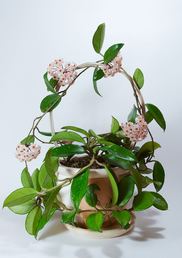Hoya carnosa. Planta segura para perros y gatos