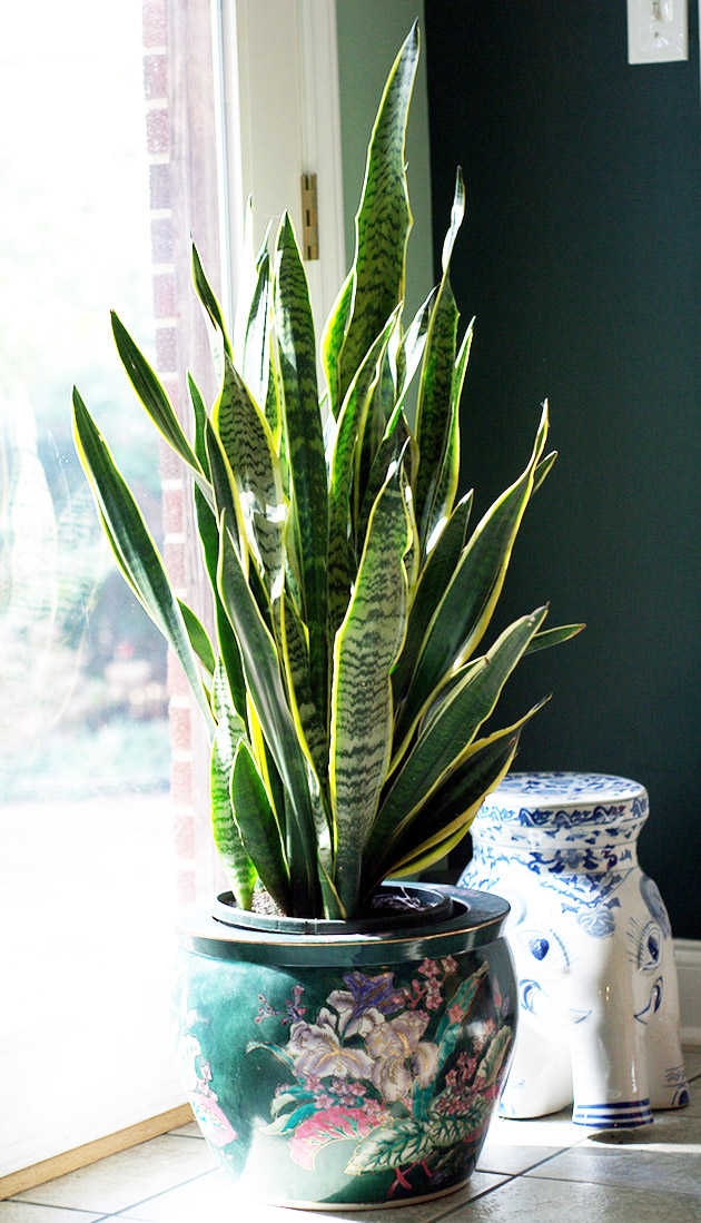 Una planta de moda, la sansevieria