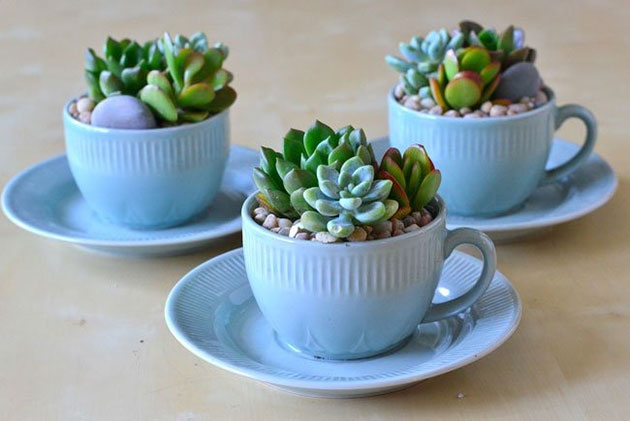 Suculentas. Planta segura para perros y gatos
